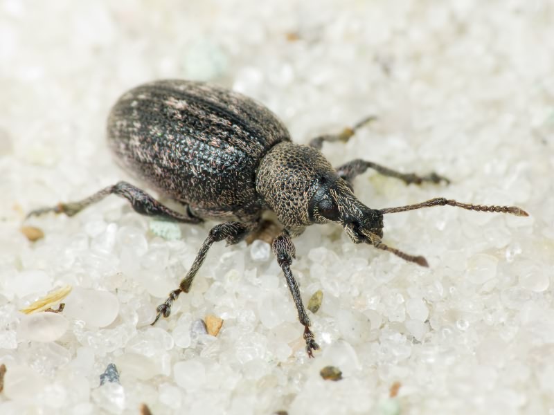 Otiorhynchus tristis (Scopoli, 1763)